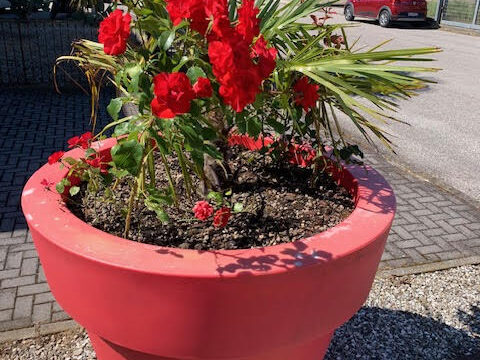 Serralunga - Vaso medio - VasOne